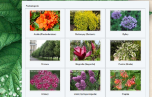 Portal ogrodniczy Dammera - katalog produktów