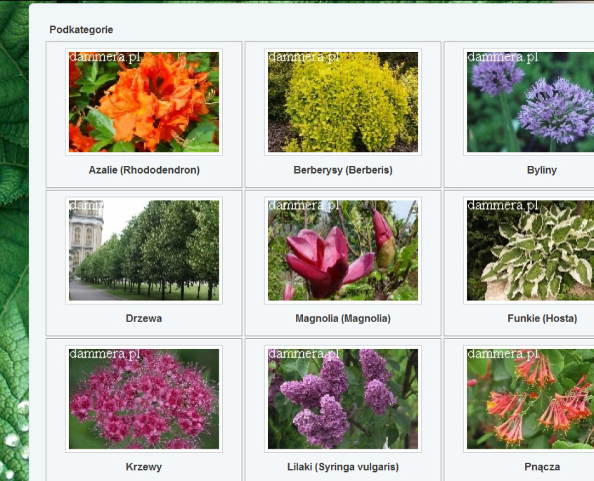 Portal ogrodniczy Dammera - katalog produktów
